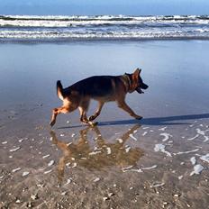 Schæferhund Rapi Enosch (Odin)