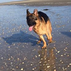 Schæferhund Rapi Enosch (Odin)