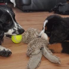 Berner sennenhund Charoca's Aura