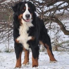 Berner sennenhund Charoca's Aura
