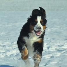 Berner sennenhund Charoca's Aura
