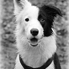Border collie Kiba