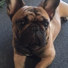 Fransk bulldog Minna 