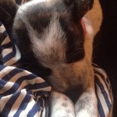 Blanding af racer Chichi