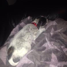 Blanding af racer Chichi