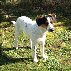 Blanding af racer Bernhart