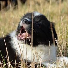 Border collie Samson