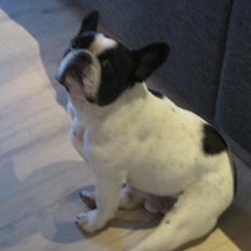 Fransk bulldog Bosse