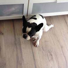 Fransk bulldog Bosse