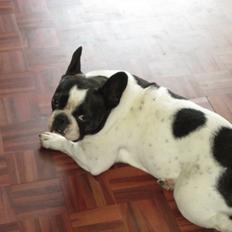 Fransk bulldog Bosse