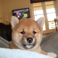 Shiba Akainus Philipa/Bonnie