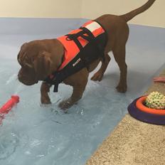 Dogue de bordeaux Cleo