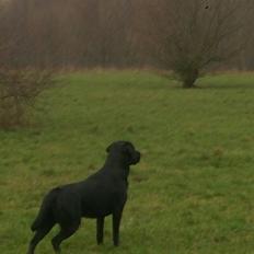 Labrador retriever Lab Kenholm Saint Louis blues (Kaldet Mickey)