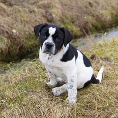 Blanding af racer Maggie