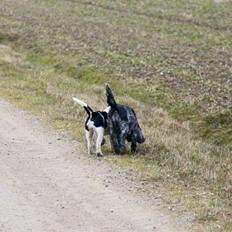 Blanding af racer Maggie