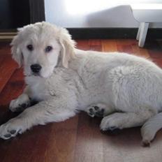 Golden retriever Luca