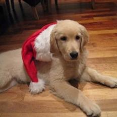 Golden retriever Luca