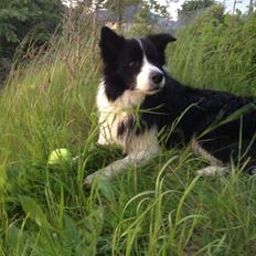 Border collie Orson 
