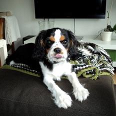 Cavalier king charles spaniel Valdemar Hansen den 1.