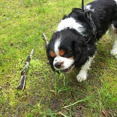 Cavalier king charles spaniel Valdemar Hansen den 1.