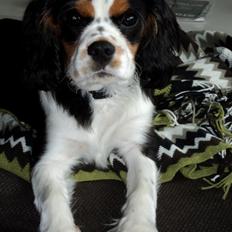 Cavalier king charles spaniel Valdemar Hansen den 1.