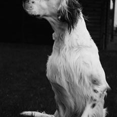 Engelsk setter Tobølbjergs Houdini