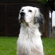 Engelsk setter Tobølbjergs Houdini