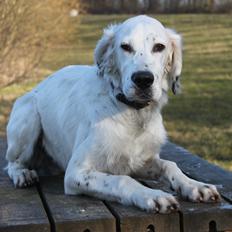 Engelsk setter Tobølbjergs Houdini