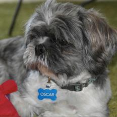 Shih tzu Oscar