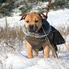 Staffordshire bull terrier Gadfeldt's Crystal of Spring aka Envy