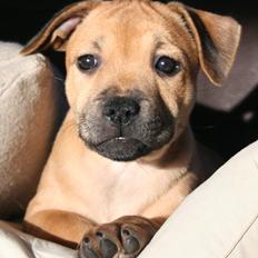 Staffordshire bull terrier Gadfeldt's Crystal of Spring aka Envy