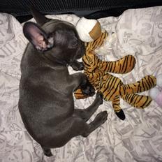 Fransk bulldog Minnie