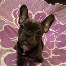 Fransk bulldog Minnie