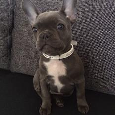 Fransk bulldog Minnie