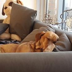 Blanding af racer Kenya