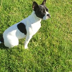 Blanding af racer Freja