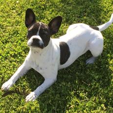 Blanding af racer Freja