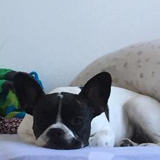 Blanding af racer Freja