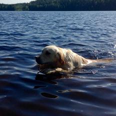 Golden retriever Sammy