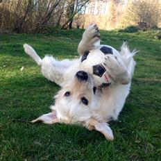 Golden retriever Sammy