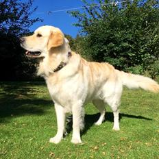 Golden retriever Sammy