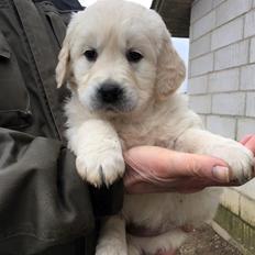 Golden retriever Woodstar Captain Janeway