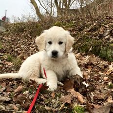 Golden retriever Woodstar Captain Janeway