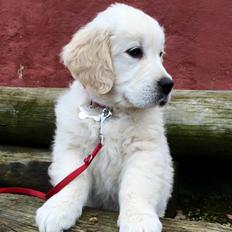 Golden retriever Woodstar Captain Janeway