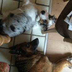 Australian shepherd Louis