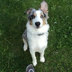 Australian shepherd Louis