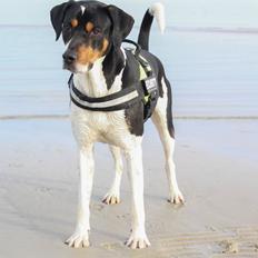 Blanding af racer Bølle