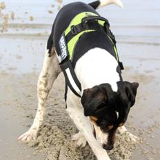 Blanding af racer Bølle