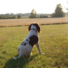 Engelsk springer spaniel Bess