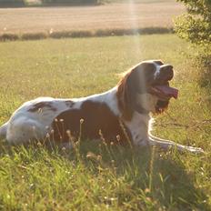 Engelsk springer spaniel Bess